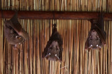 Peterss Epauletted Fruit Bat (Epomophorus crypturus)