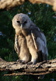 Verreauxs Eagle Owl (Bubo lacteus)