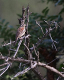 Cape Bunting (Emberiza capensis)