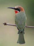 White-fronted Bee-eater (Merops bullockoides)