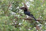 Trumpeter Hornbill (Bycanistes bucinator)