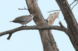 Ring-necked Dove (Streptopelia capicola)