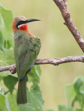 White-fronted Bee-eater (Merops bullockoides)