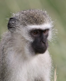 Vervet Monkey (Chlorocebus pygerythrus)