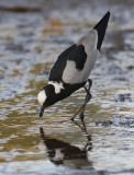 Blacksmith Lapwing (Vanellus armatus)