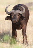 Cape buffalo (Syncerus caffer)