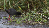 Black Crake (Amaurornis flavirostra)