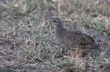 Natal Spurfowl (Pternistis natalensis)