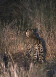 Leopard (Panthera pardus)