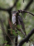 Red-chested Cuckoo (Cuculus solitarius)