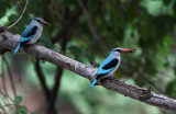 Woodland Kingfisher (Halcyon senegalensis)