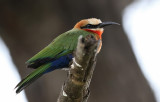 White-fronted Bee-eater (Merops bullockoides)