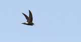 Little Swift (Apus affinis)