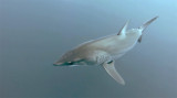 Shortfin Mako Shark, (Isurus oxyrinchus)