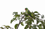 Blue-naped Parrot - Tanygnathus lucionensis ssp. salvadorii