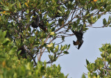 Lyles Flying Fox - Pteropus lylei