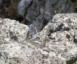 Blue Rock Thrush, Blåtrast, Monticola solitarius
