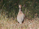 Red-legged Partridge, Rödhöna, Alectoris rufa