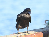 Raven, Korp, Corvus corax