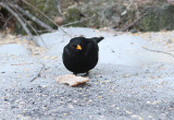 Blackbird, Koltrast, Turdus merula