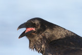 Raven, Korp, Corvus corax
