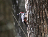 White-backed Woodpecker, Vitryggig hackspett, Dendrocopos leucotos