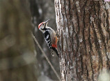 White-backed Woodpecker, Vitryggig hackspett, Dendrocopos leucotos