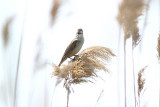 Great Reed Warbler, Trastsångare, Accrocephalus arundinaceus