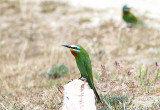 Blue-cheeked Bee-eater, Grön biätare, Merops persicus