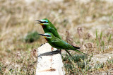 Blue-cheeked Bee-eater, Grön biätare, Merops persicus