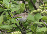 Caucasian Mountain Chiffchaff, Berggransngare, Phylloscopus lorenzii