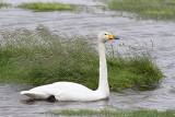 Whooper Swan, Sångsvan, Cygnus cygnus