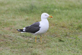 Lesser Black-backed Gull, Silltrut, Larus fuscus
