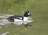 Barrow's Goldeneye, Islandsknipa, Bucephala islandica