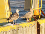 Gulls