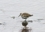 Dunlin, Krrsnppa, Calidris alpina