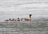 Pink-footed Goose, Spetsbersgs, Anser brachyrhunchus