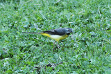 Grey Wagtail, Forsärla, Motacilla cinerea