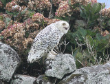 Snowy Owl, Fjälluggla, Bubo scandiacus