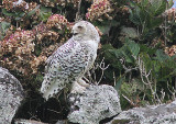 Snowy Owl, Fjälluggla, Bubo scandiacus