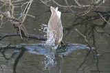 Squacco Heron, Rallhäger, Ardeola ralloides