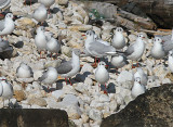Grey-hooded Gull, Gråhuvud mås, Chroicocephalus cirrocephalus