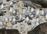 Grey-hooded Gull, Grhuvud ms, Chroicocephalus cirrocephalus