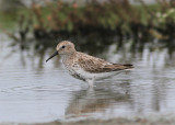 Dunlin, Krrsnppa, Calidris alpina