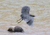Black Heron, Svarthäger, Egretta ardesiaca