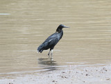Black Heron, Svarthäger, Egretta ardesiaca