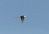 Black-winged Stilt, Styltlöpare, Himantopus himantupus