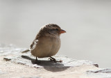 Iago Sparrow, Kapverdesparv, Passer iagoensis
