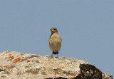 Seebohm's Wheatear, Stenskvätta, Oenanthe oenanthe seebohmi