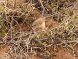 Tristram's Warbler, Atlassångare, Silvia deserticola